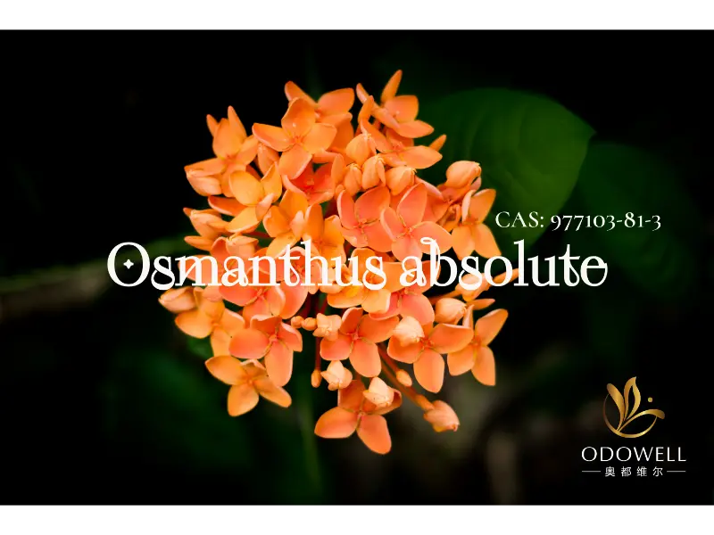 Osmanthus Absolute – az ODOWELL természetes jegye az elegáns keleti virágokért